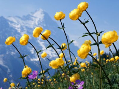 normal_alpine_flowers.jpg